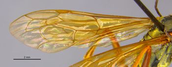 Media type: image;   Entomology 26619 Aspect: Wing front